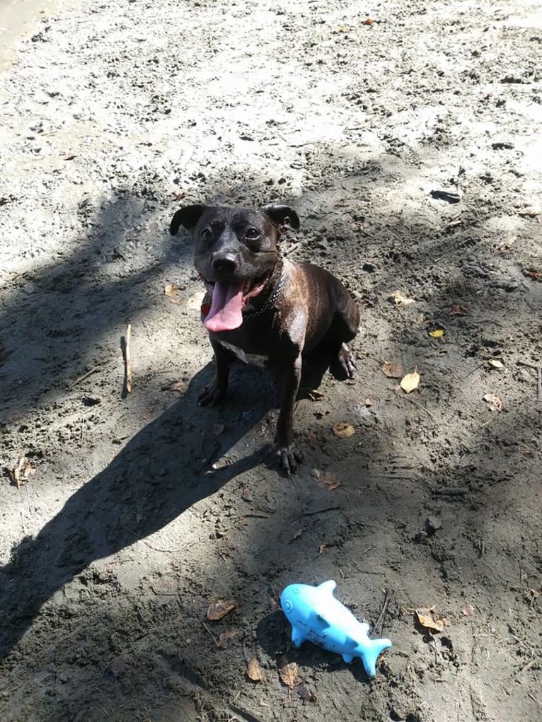 Luci Fur, an American Pit Bull Terrier and Rottweiler mix tested with EmbarkVet.com