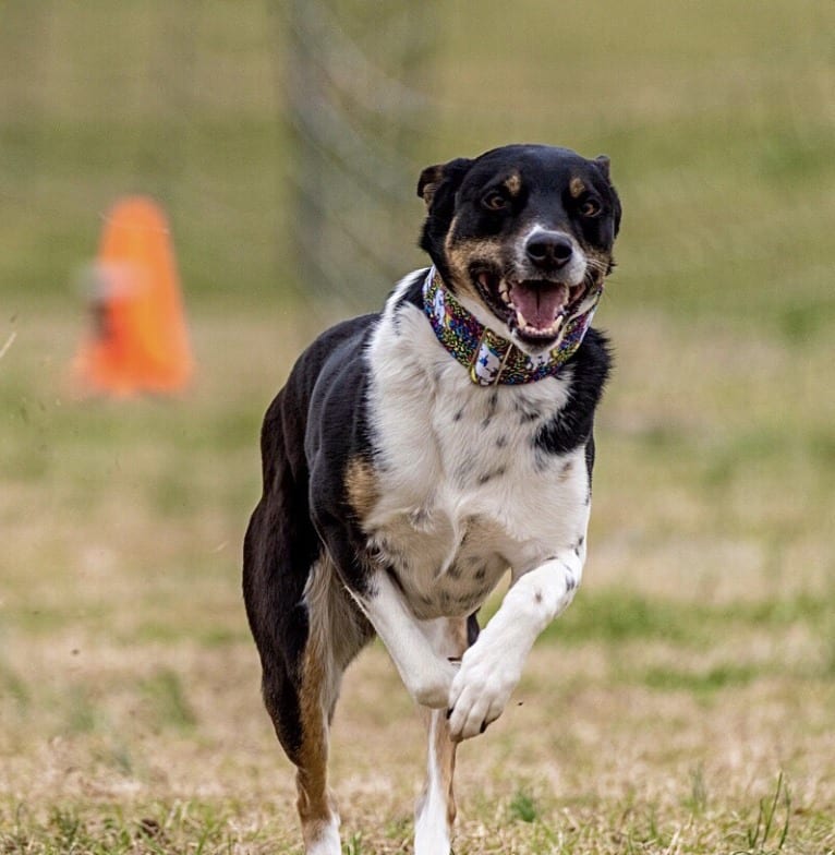 Gypsy, a Siberian Husky and American Pit Bull Terrier mix tested with EmbarkVet.com