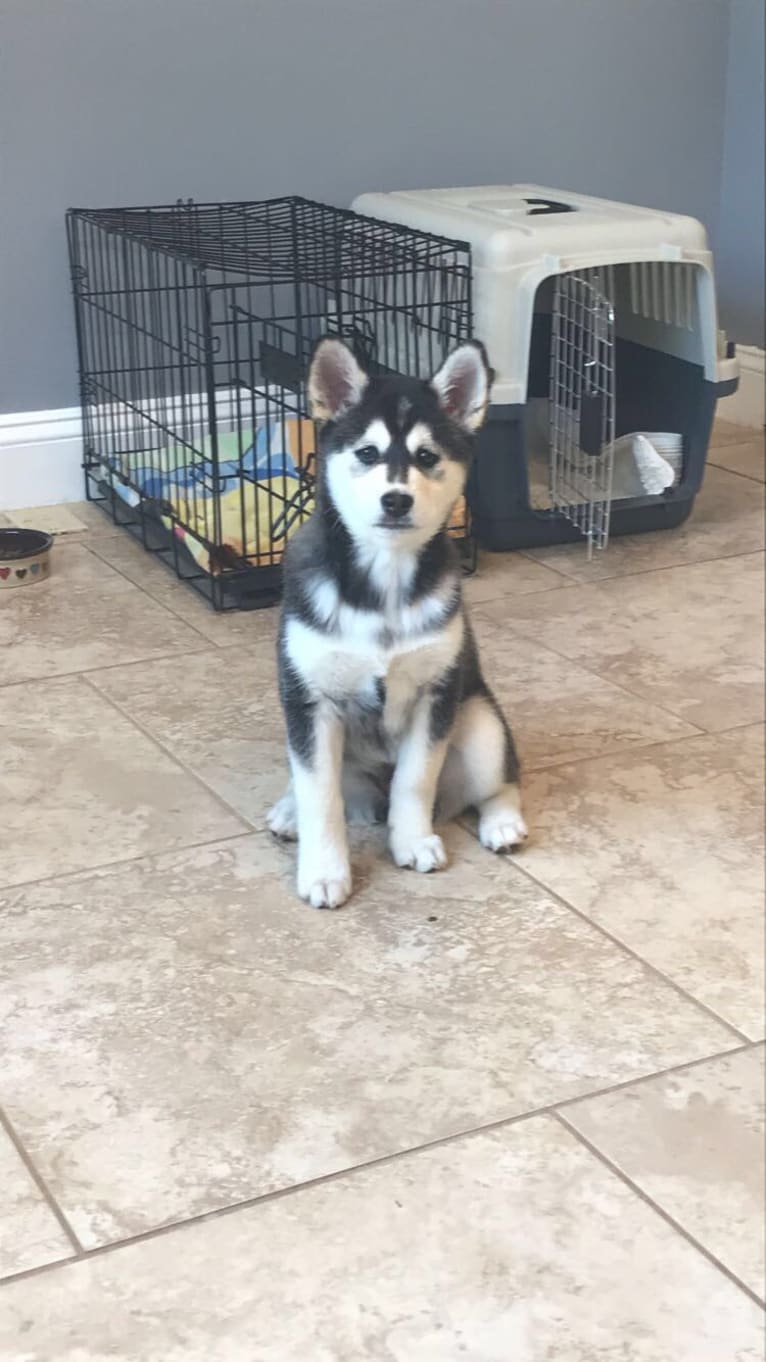Shiba shih tzu mix cheap