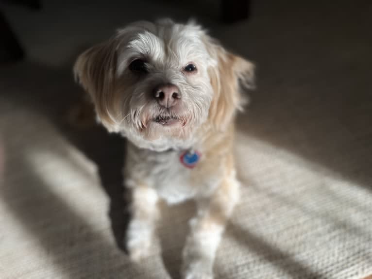 Tink, a Poodle (Small) and Chihuahua mix tested with EmbarkVet.com