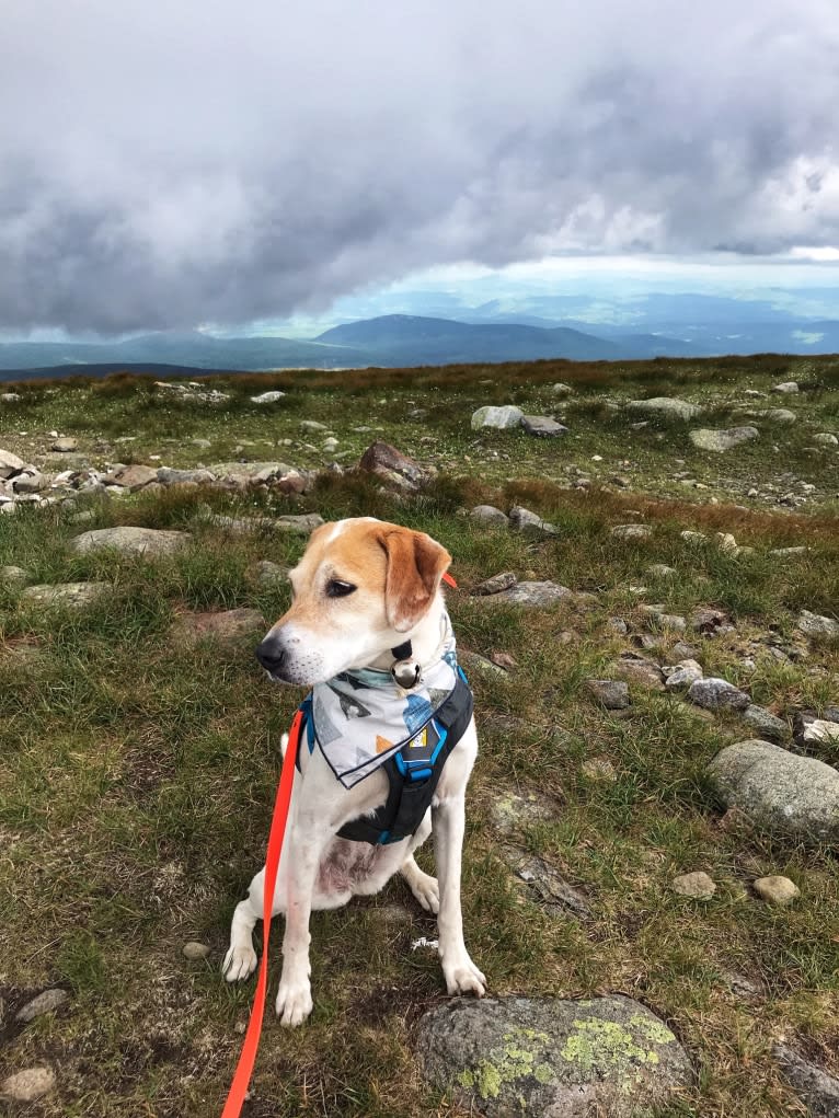 Cider Doughnut, a Beagle and Australian Cattle Dog mix tested with EmbarkVet.com