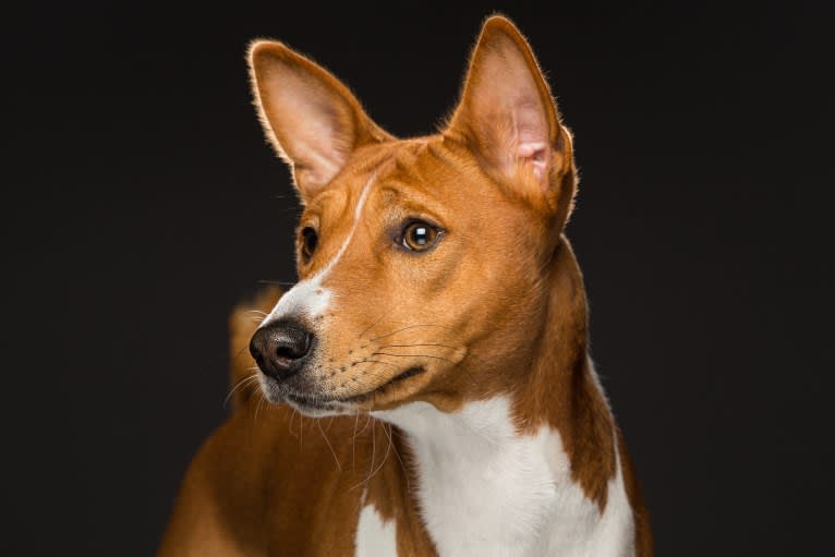 Kokko, a Basenji tested with EmbarkVet.com