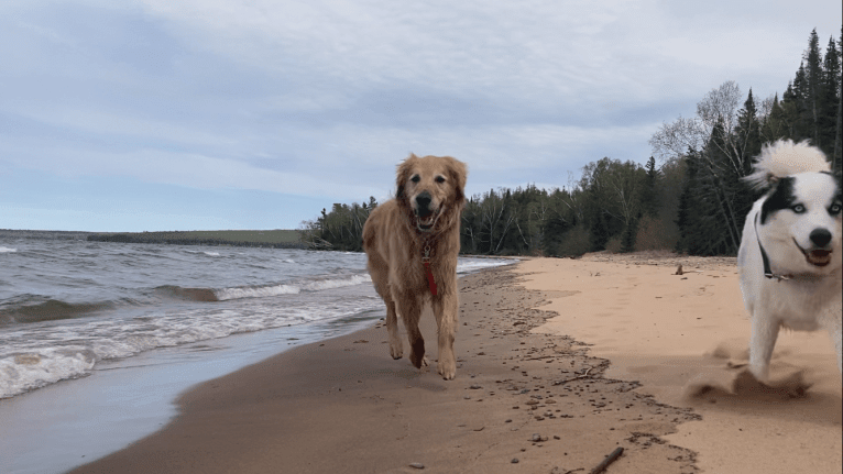 Timber “Gross Manor’s I’ll Be The One You Won’t Forget”, a Golden Retriever tested with EmbarkVet.com