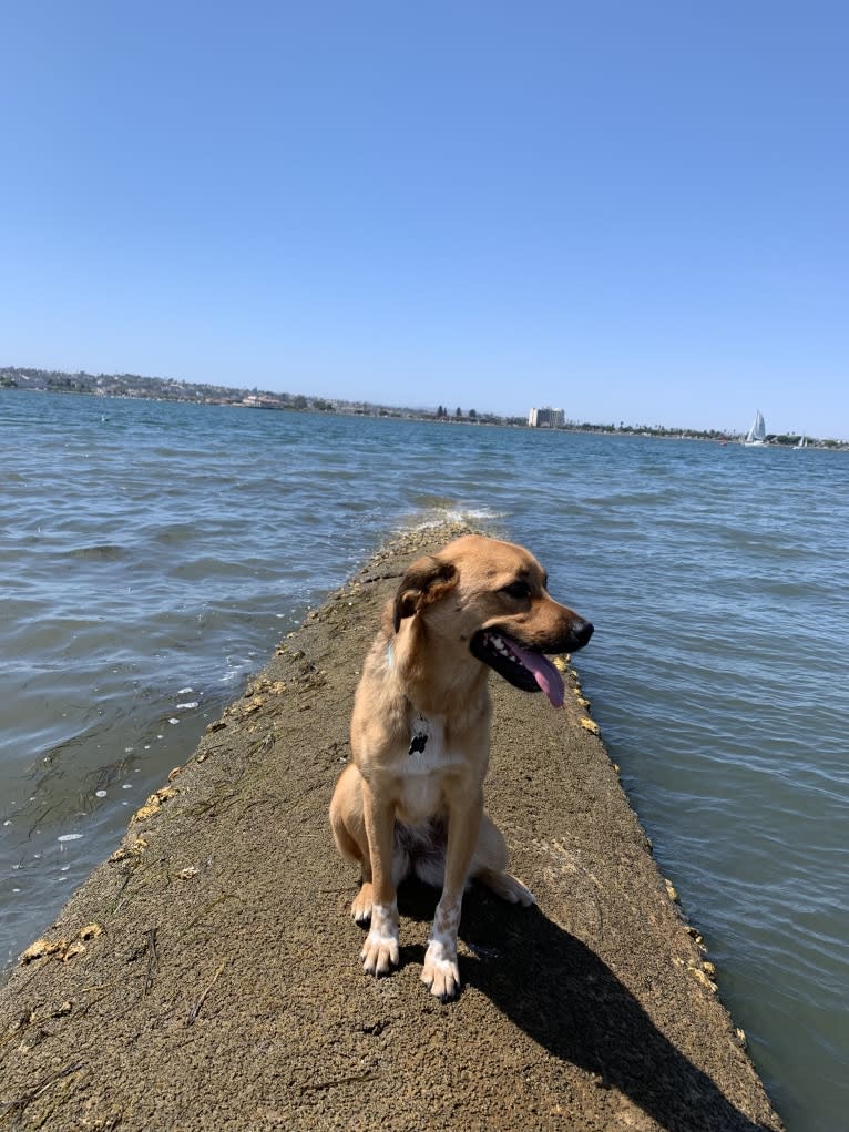 Daisy Mae, a Great Pyrenees and Australian Cattle Dog mix tested with EmbarkVet.com