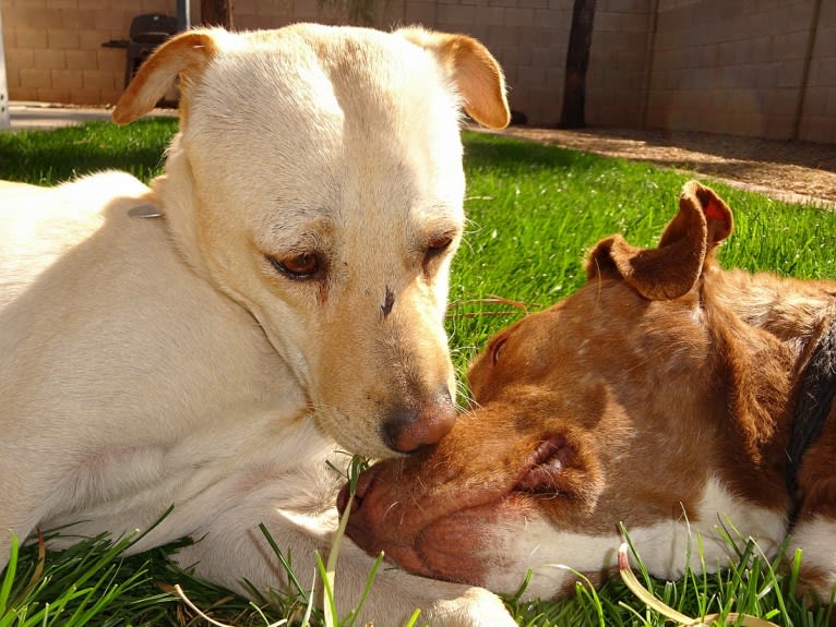 Doc, a Chihuahua and American Pit Bull Terrier mix tested with EmbarkVet.com