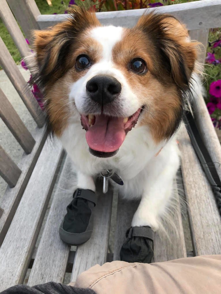 Cooper, an Australian Cattle Dog and Shih Tzu mix tested with EmbarkVet.com