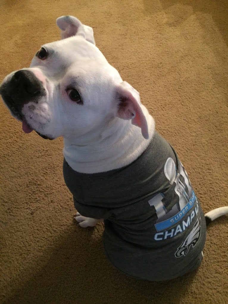 Fiona, an American Bulldog tested with EmbarkVet.com