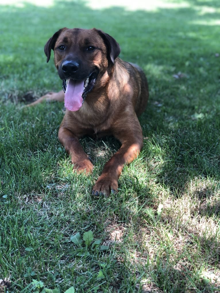 Copper, a Rottweiler and American Pit Bull Terrier mix tested with EmbarkVet.com