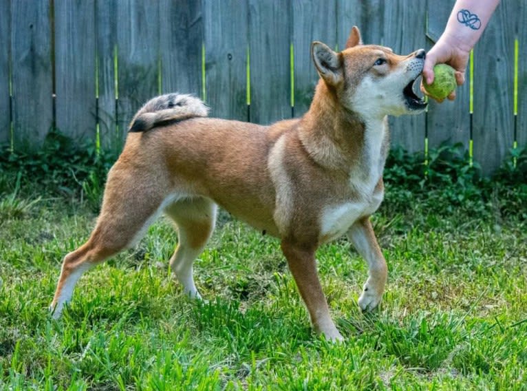 Kisara, a Shikoku tested with EmbarkVet.com