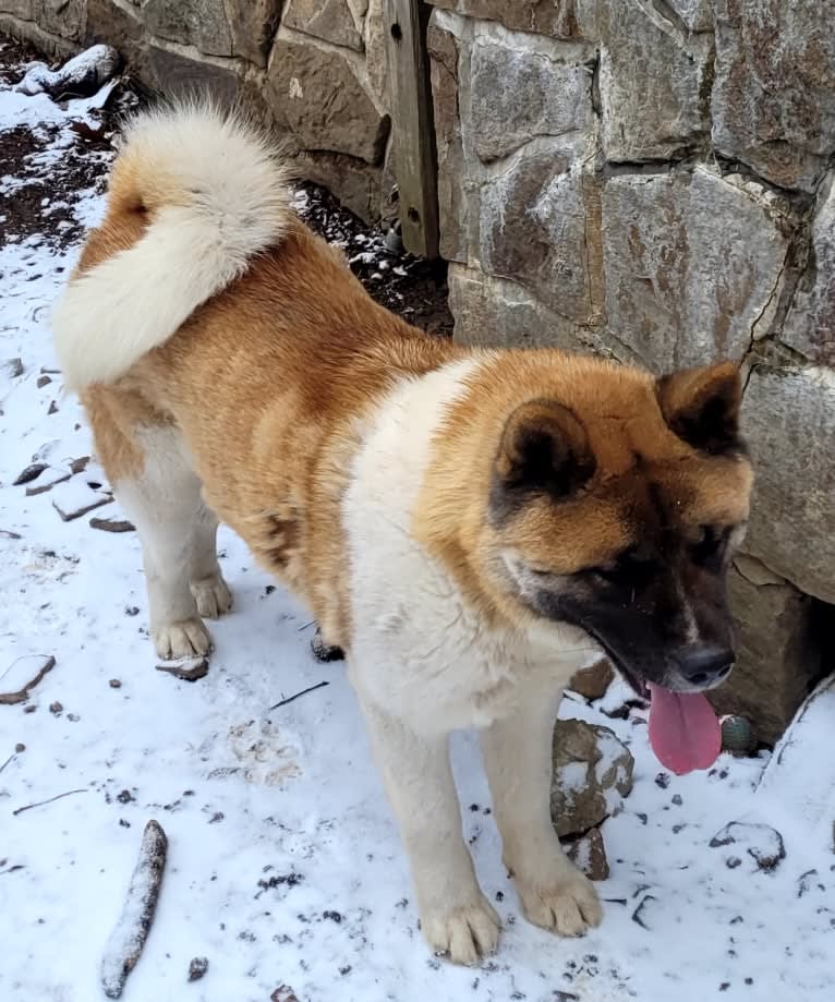 Geena, an Akita tested with EmbarkVet.com