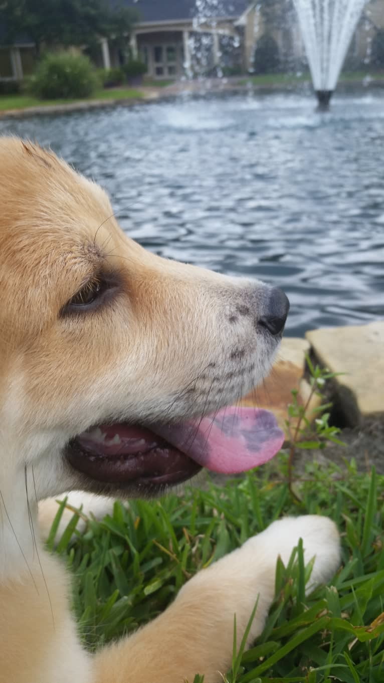 Zephyr, a Great Pyrenees and Australian Shepherd mix tested with EmbarkVet.com