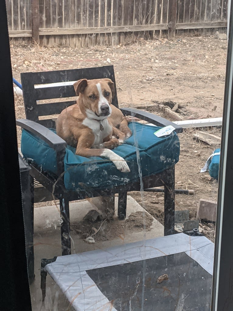 Raya, a Dachshund and Australian Cattle Dog mix tested with EmbarkVet.com