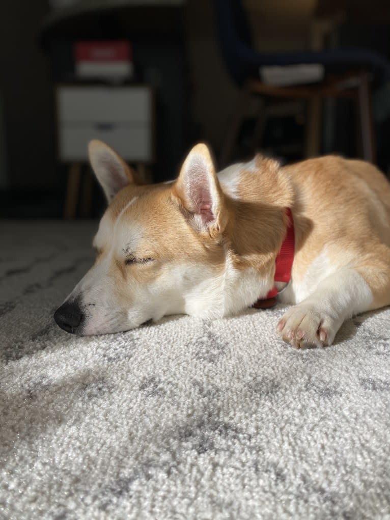 Mango, a Jindo and Pembroke Welsh Corgi mix tested with EmbarkVet.com