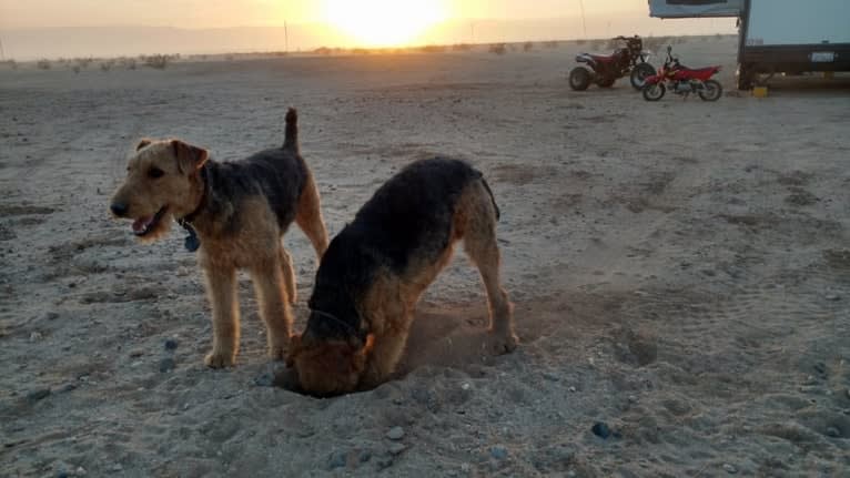 Sasha, an Airedale Terrier tested with EmbarkVet.com