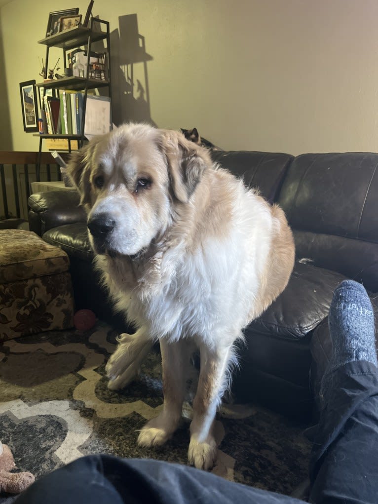 Gentry, a Pyrenean Mastiff tested with EmbarkVet.com