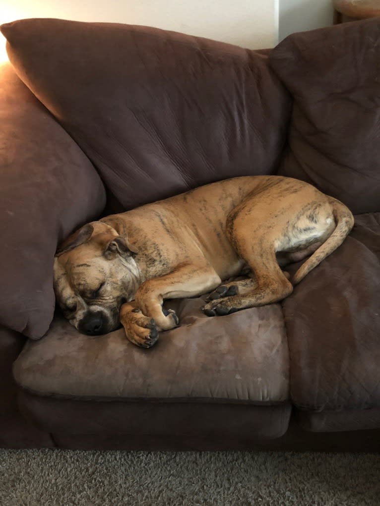 Photo of Mikey, an American Bulldog  in Houston, Texas, USA