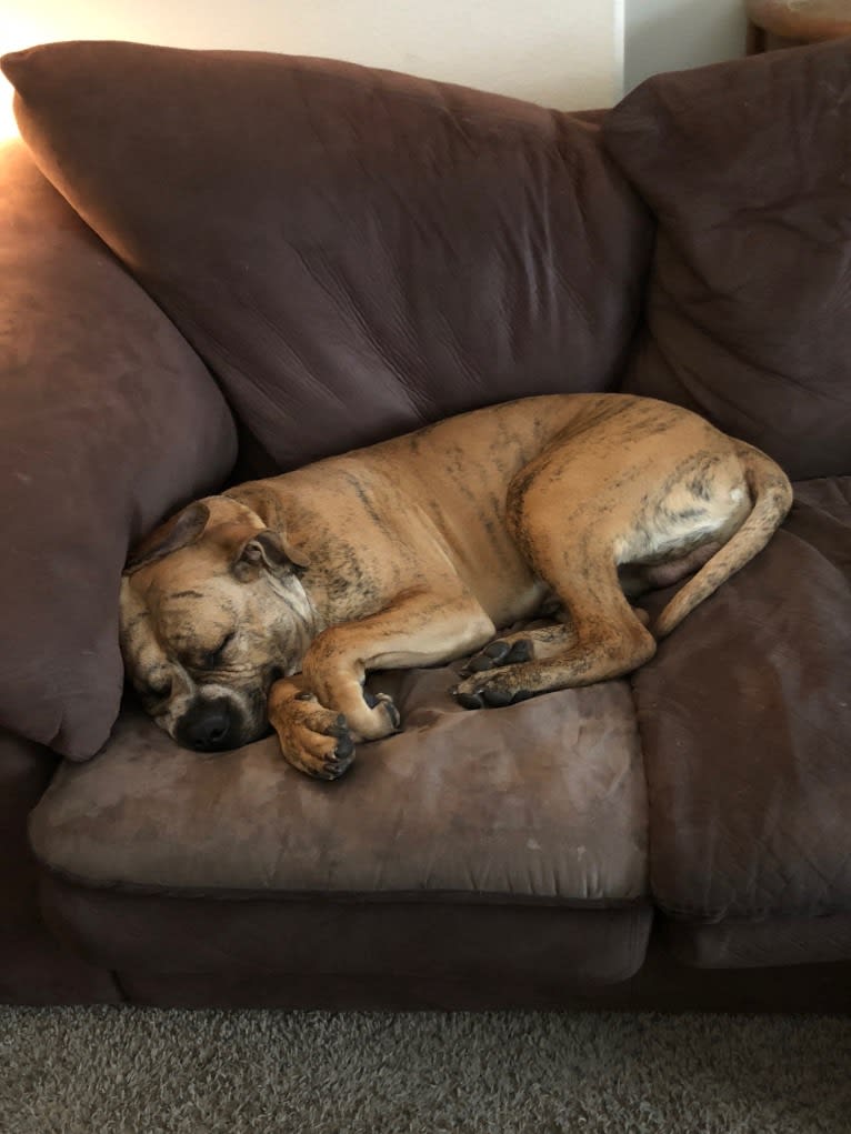 Mikey, an American Bulldog tested with EmbarkVet.com