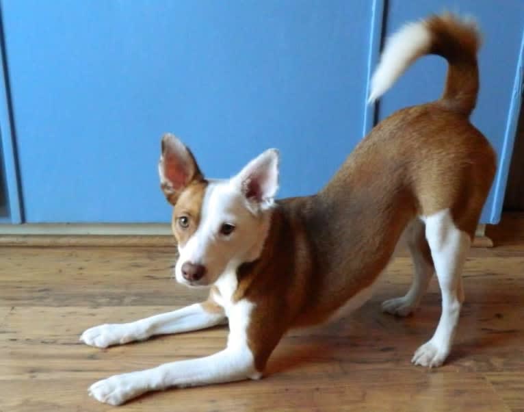 Ruby, a Rat Terrier and Border Collie mix tested with EmbarkVet.com