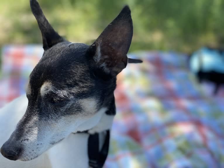 Snoopy, a Russell-type Terrier and Chihuahua mix tested with EmbarkVet.com