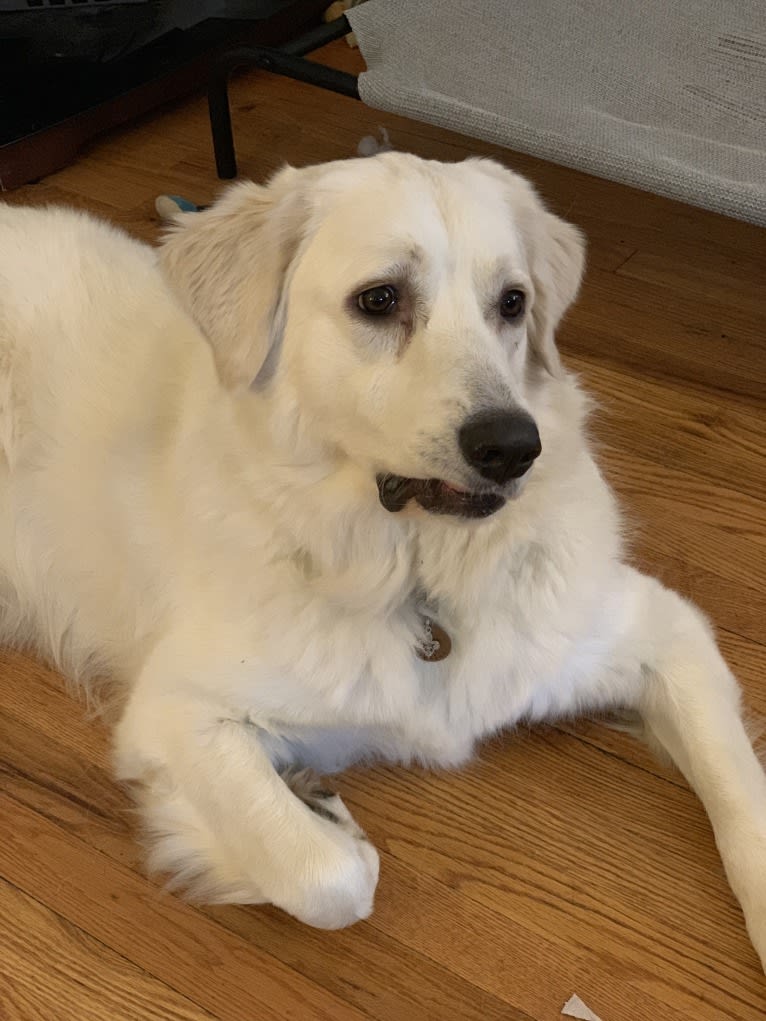 Elly, a Great Pyrenees (28.1% unresolved) tested with EmbarkVet.com