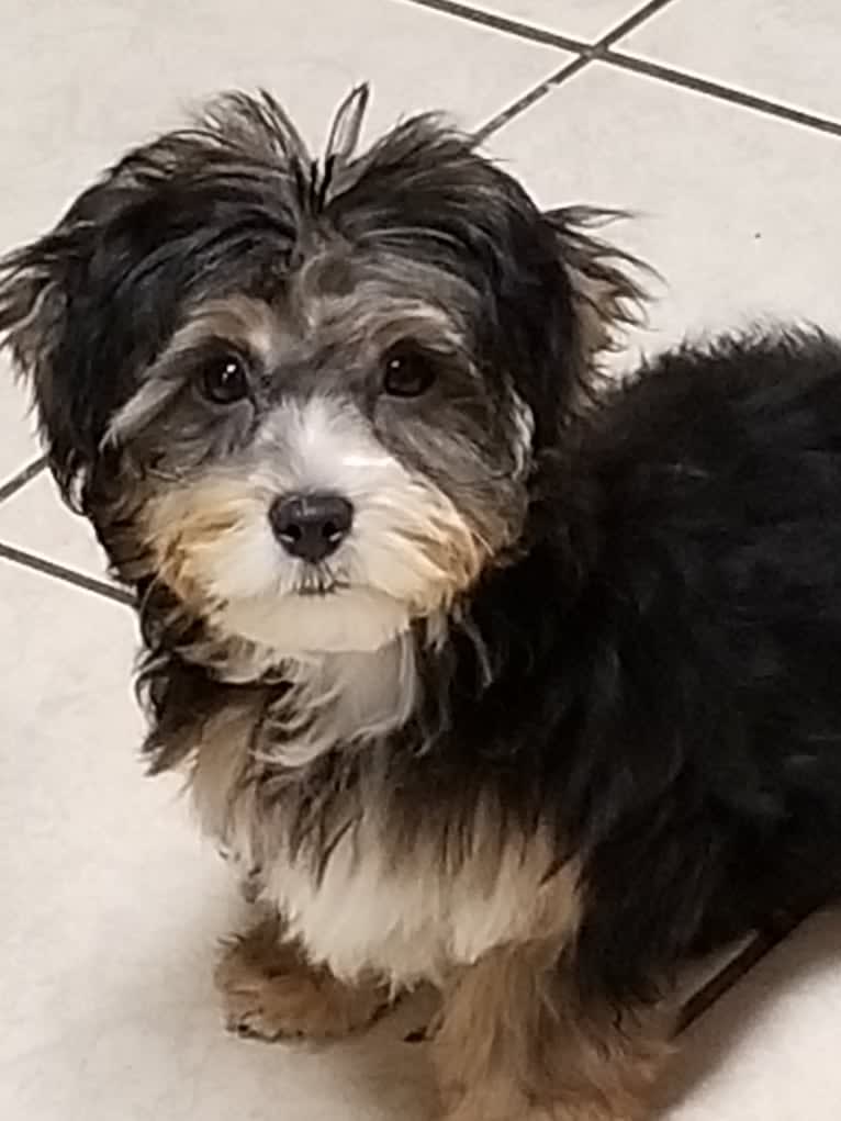 Bella Rose, a Yorkshire Terrier and Maltese mix tested with EmbarkVet.com