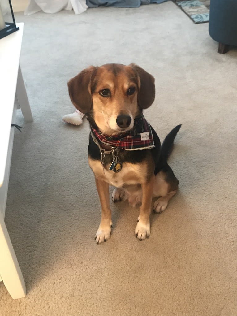 Rudy, a Beagle and Golden Retriever mix tested with EmbarkVet.com