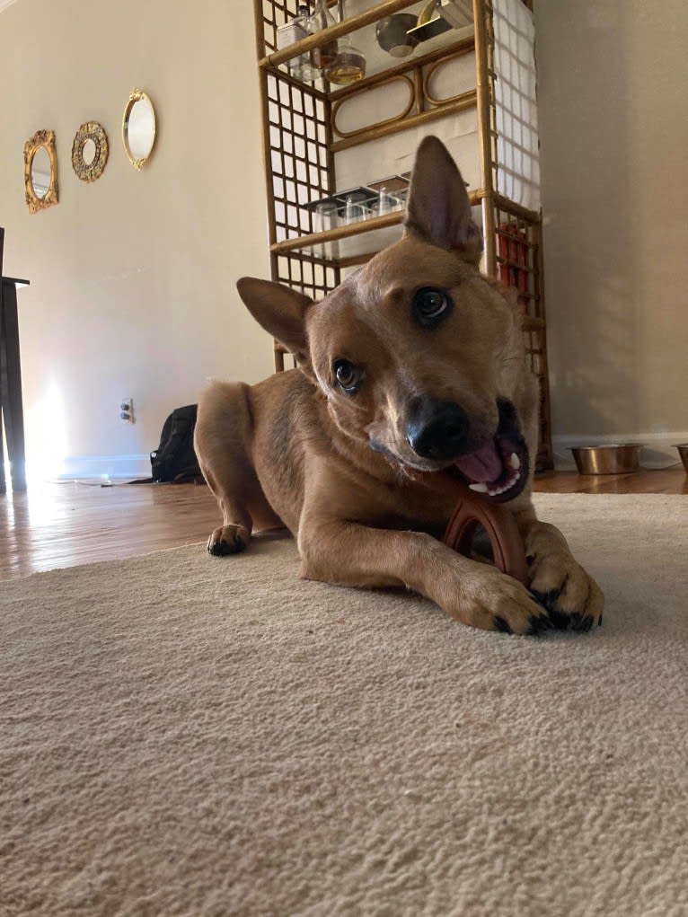 Melvin, an Australian Cattle Dog tested with EmbarkVet.com