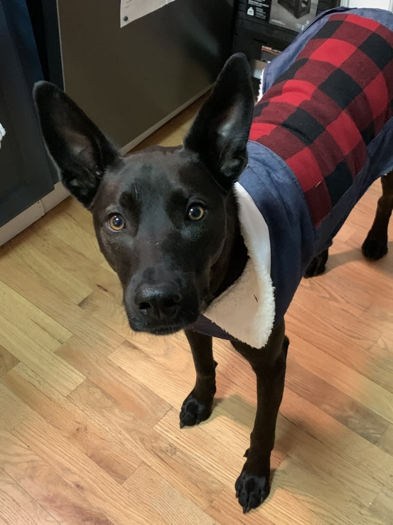 Remy Mordechai, a Formosan Mountain Dog tested with EmbarkVet.com