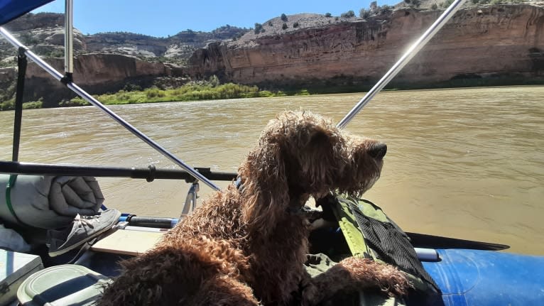 Ozzie, a Poodle (Standard) and Irish Setter mix tested with EmbarkVet.com