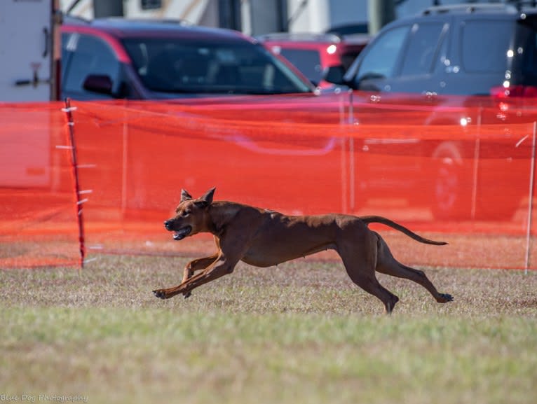 CH Dykumos Autumn Rose Rayleigh Scattered Skies TKN, FDC,ATT, a Rhodesian Ridgeback tested with EmbarkVet.com