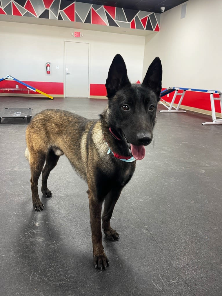 Havoc, a Belgian Shepherd tested with EmbarkVet.com