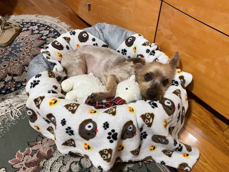 Shadow, a Yorkshire Terrier tested with EmbarkVet.com