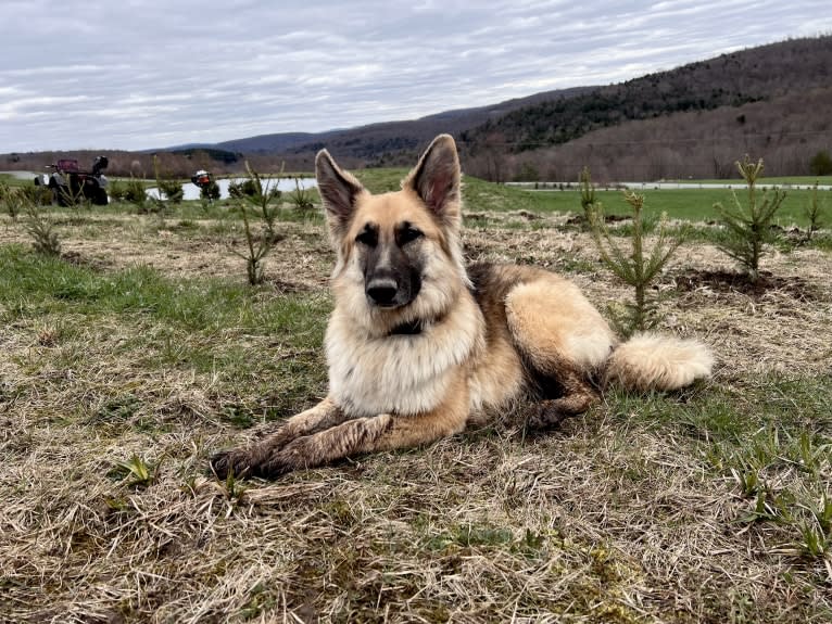 Mila, a White Shepherd tested with EmbarkVet.com