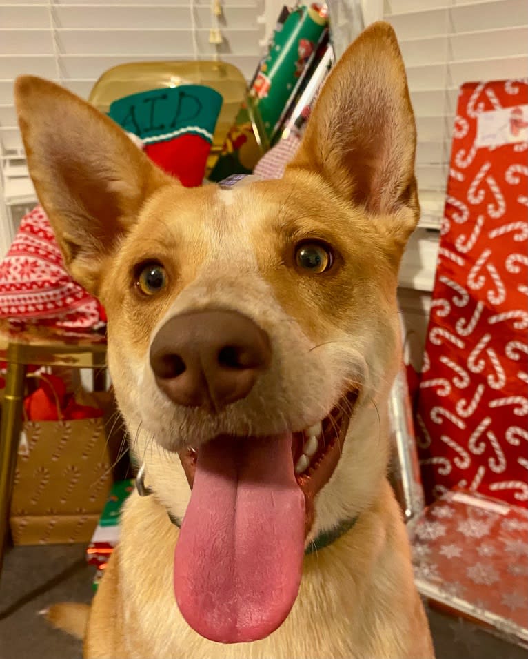 Lou, an Australian Cattle Dog and Australian Shepherd mix tested with EmbarkVet.com
