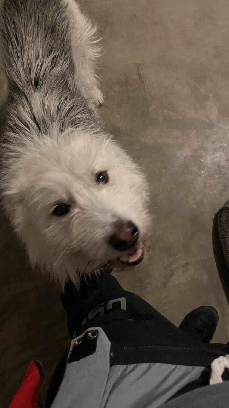 Neil Diamond, a Siberian Husky and Golden Retriever mix tested with EmbarkVet.com