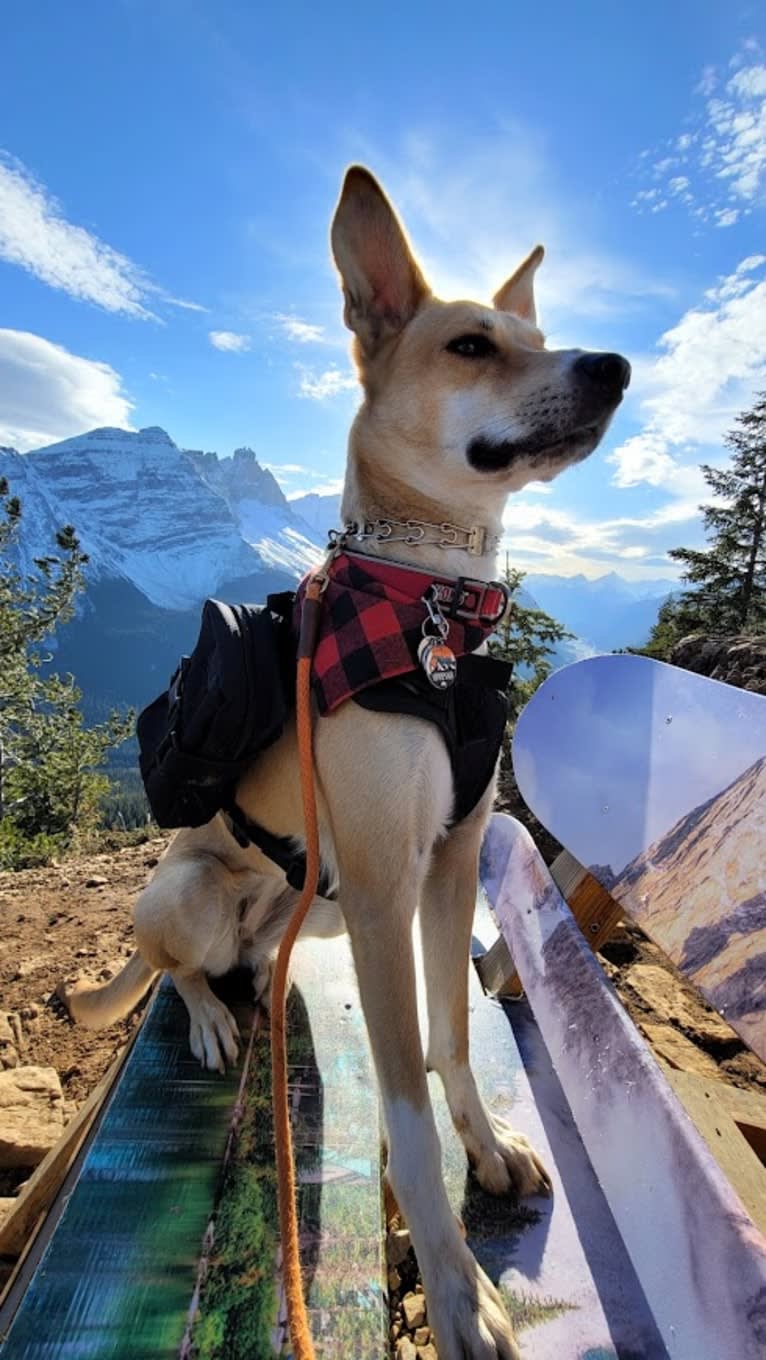 SPRESSO, an Akita and Siberian Husky mix tested with EmbarkVet.com