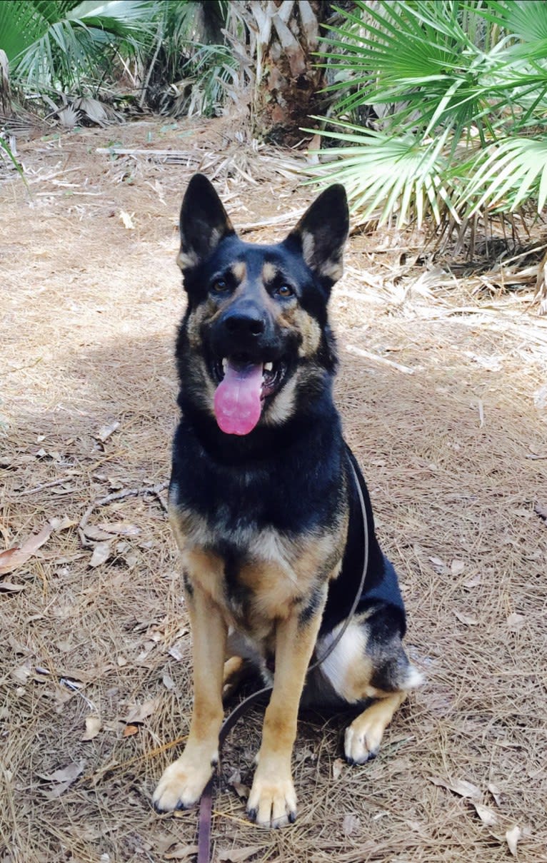 Reef, a German Shepherd Dog tested with EmbarkVet.com