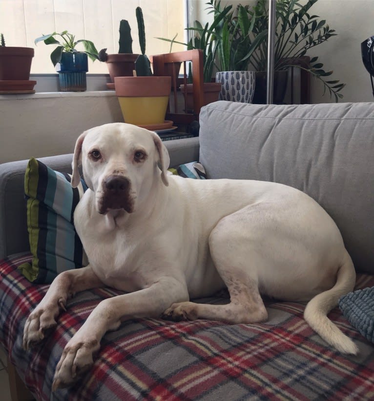 Murphy Lorenzo, an American Pit Bull Terrier and Brittany mix tested with EmbarkVet.com