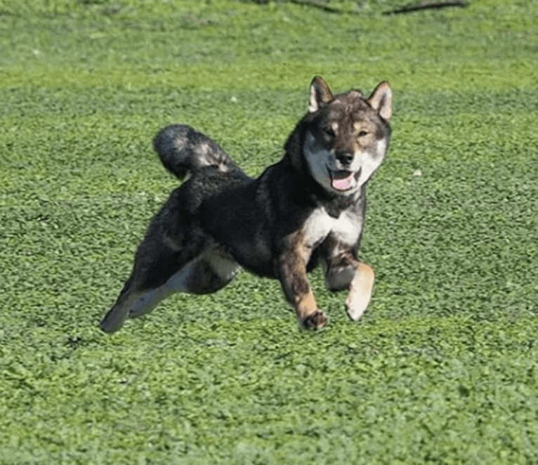 Taiki, a Shikoku tested with EmbarkVet.com