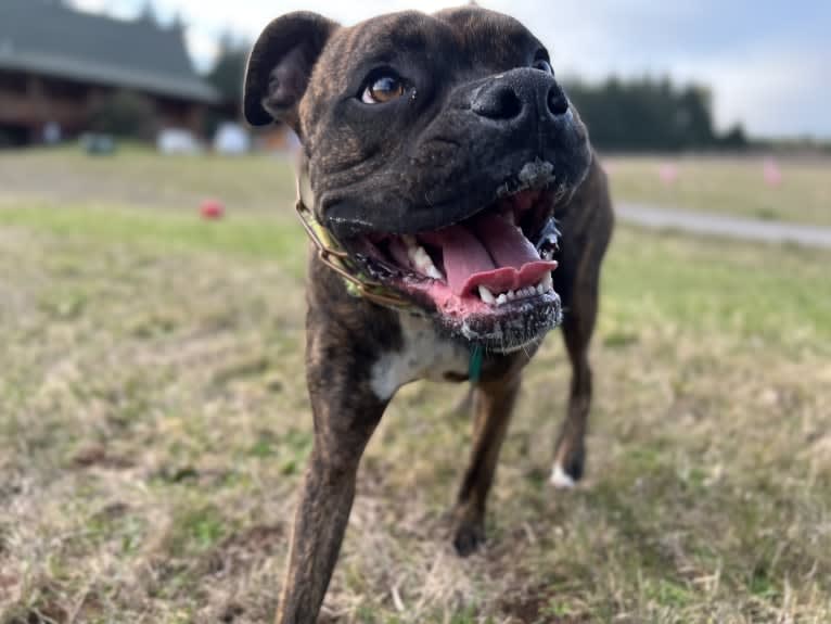 Ozzy, a Boxer and American Bulldog mix tested with EmbarkVet.com