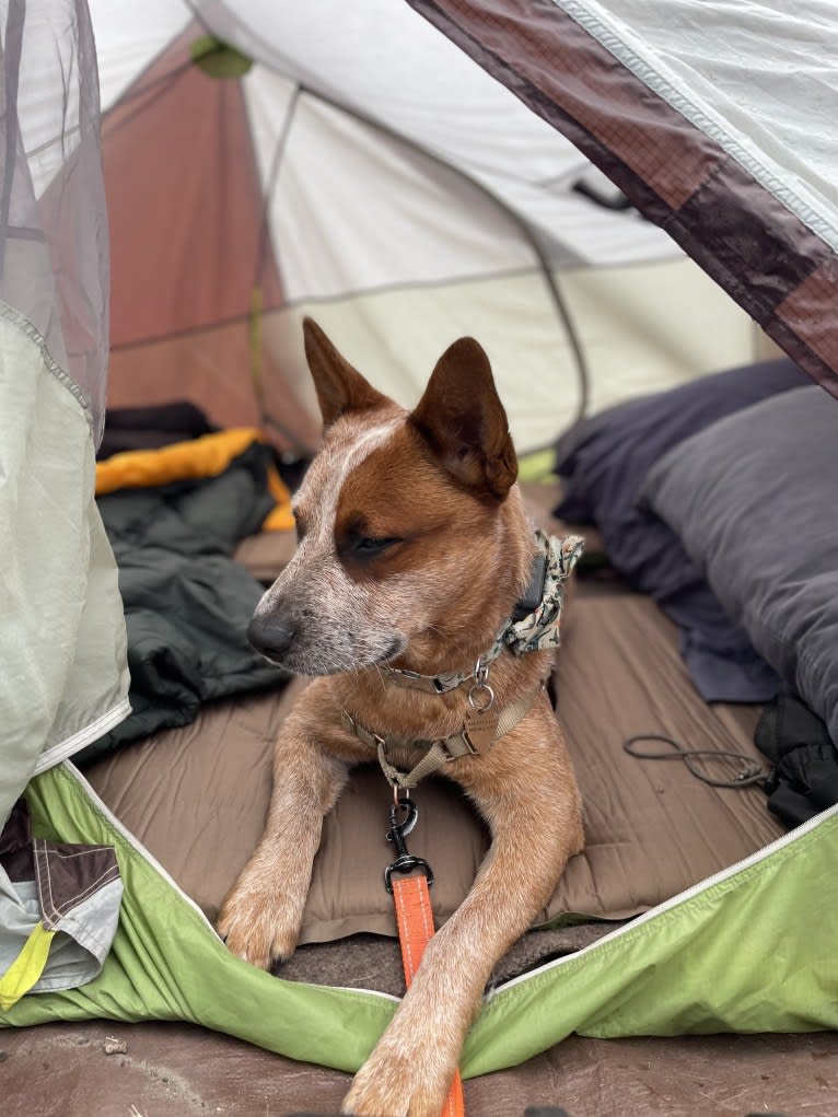 Fig, an Australian Cattle Dog tested with EmbarkVet.com