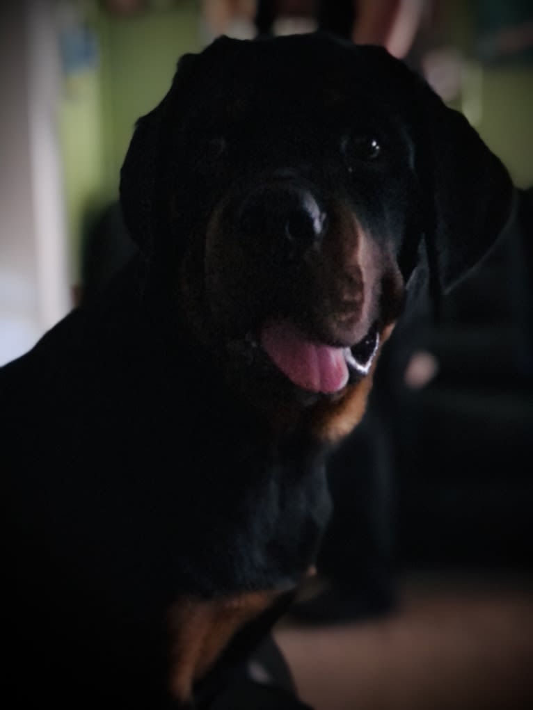 Chompy, a Rottweiler tested with EmbarkVet.com