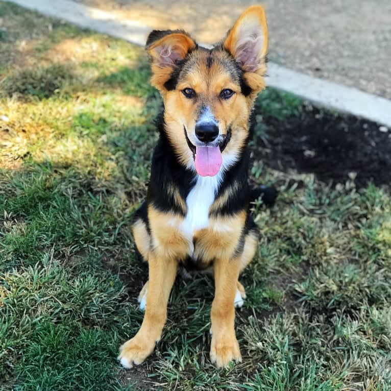 Koda, a German Shepherd Dog and Siberian Husky mix tested with EmbarkVet.com