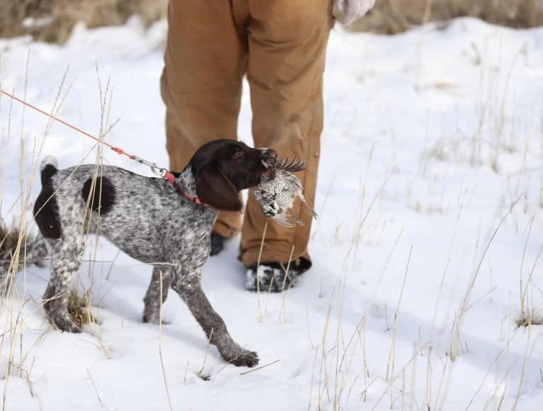 Sadie, a German Wirehaired Pointer tested with EmbarkVet.com