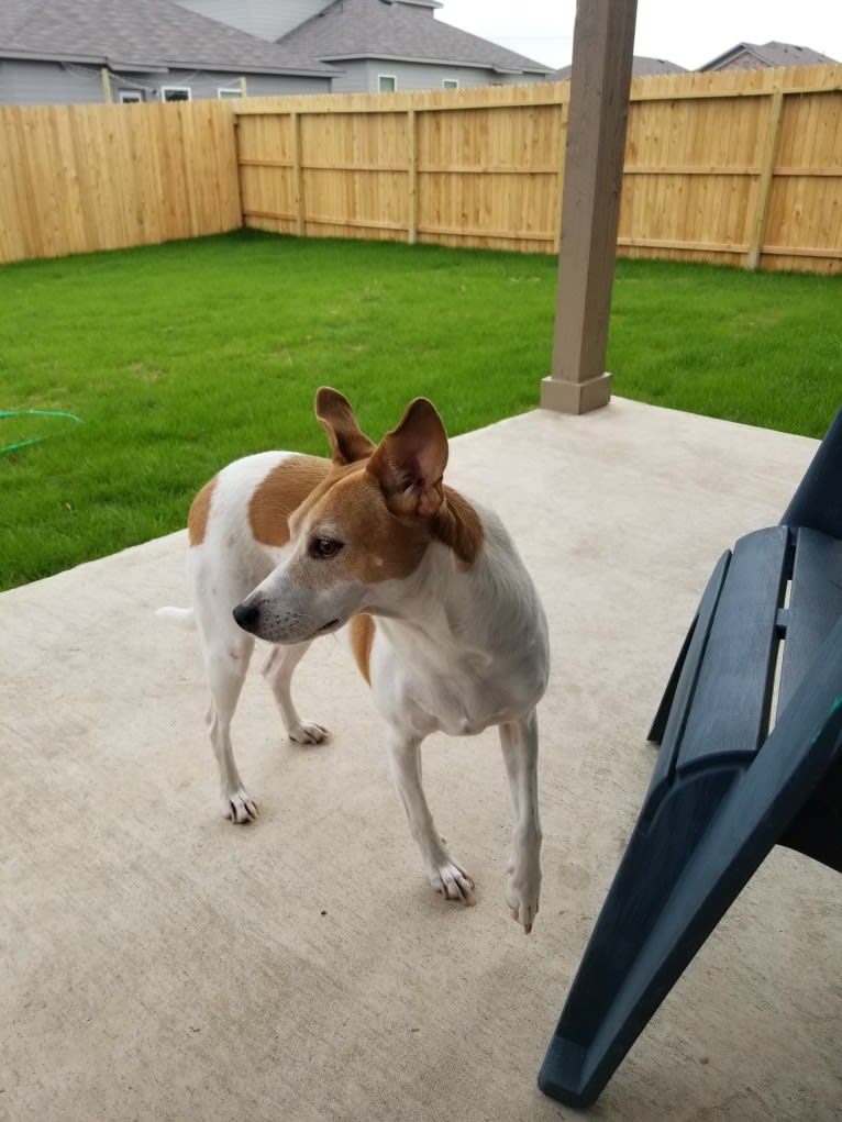 Jax, a Rat Terrier and Toy Fox Terrier mix tested with EmbarkVet.com