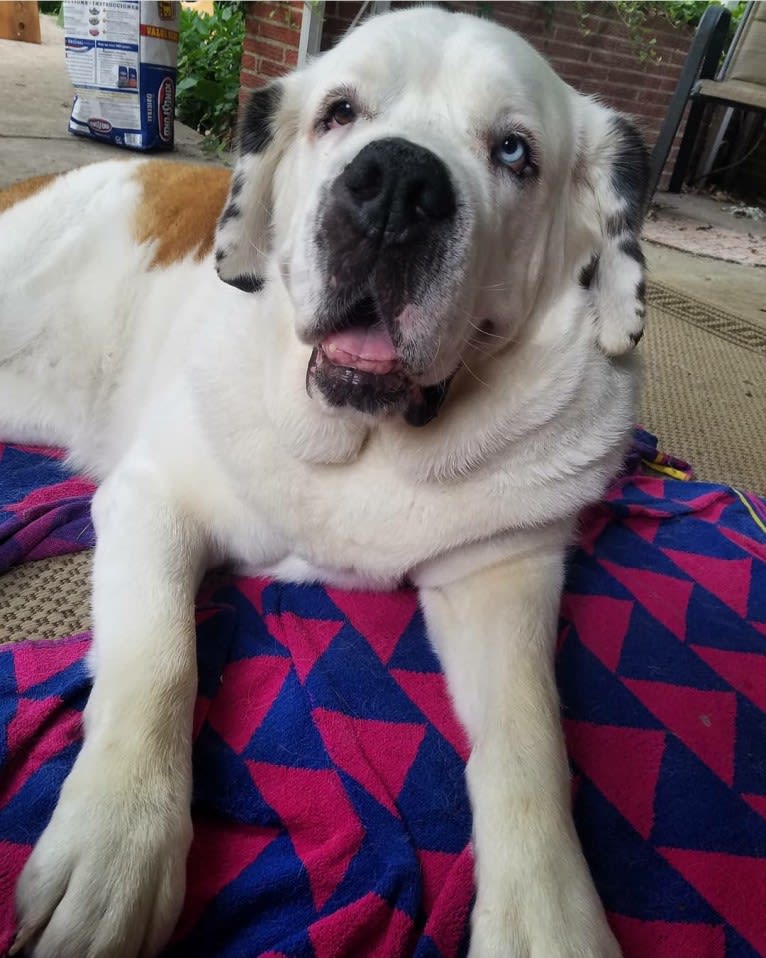 Lucy, a Saint Bernard tested with EmbarkVet.com