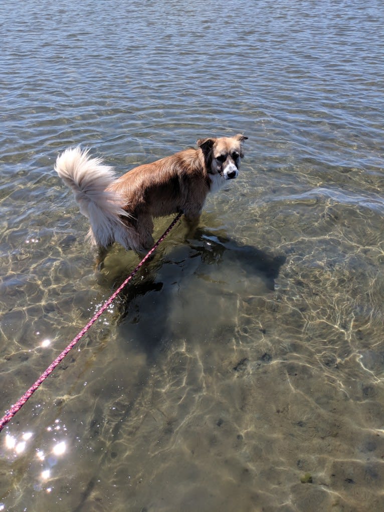Meiko, an Arabian Village Dog tested with EmbarkVet.com