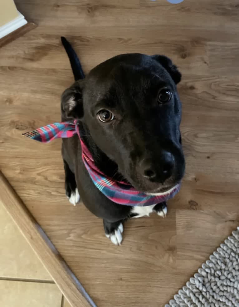 Cindy, an American Pit Bull Terrier and Australian Cattle Dog mix tested with EmbarkVet.com