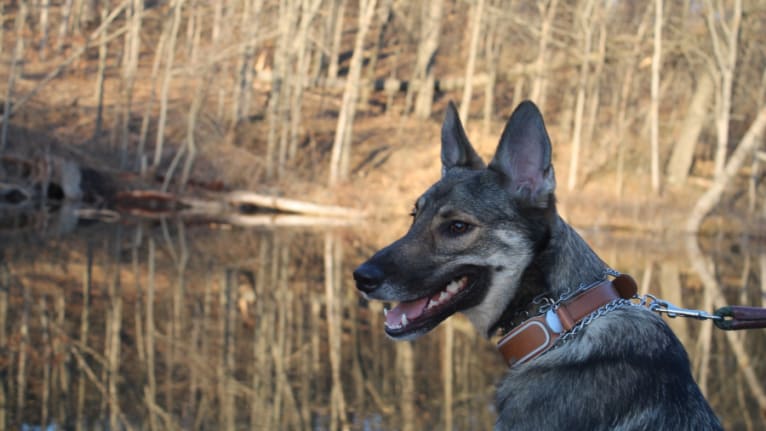 Indigo, a German Shepherd Dog and Belgian Malinois mix tested with EmbarkVet.com