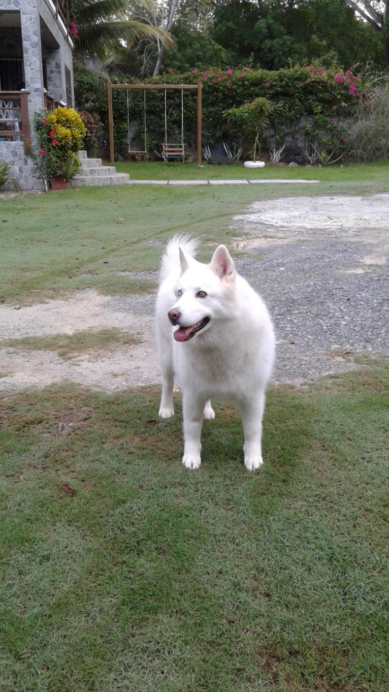 Meeshka, a Siberian Husky tested with EmbarkVet.com